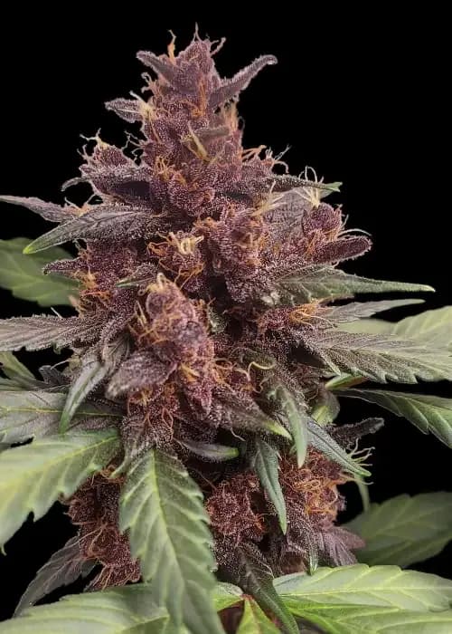 Auto Purple Skunk
