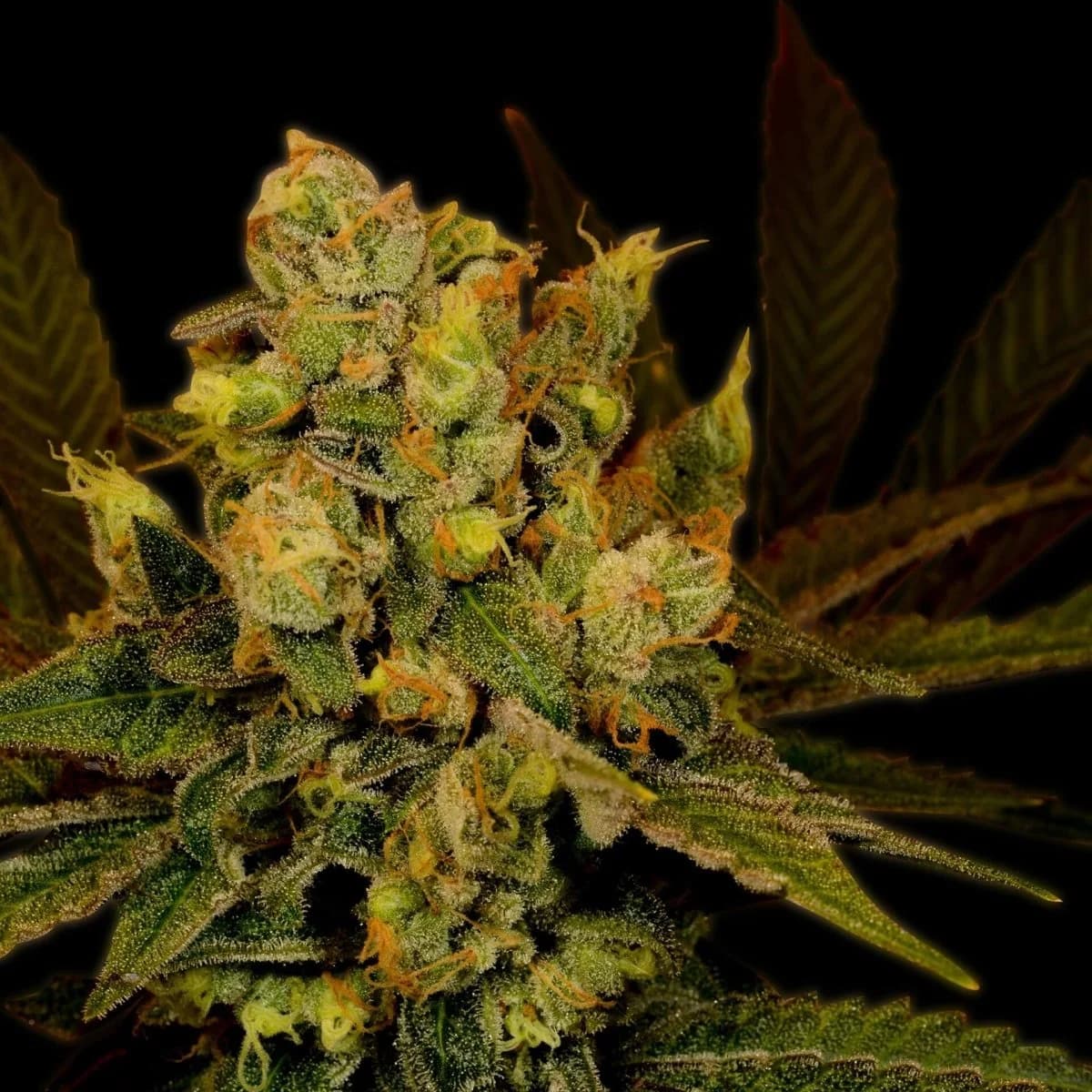 black widow