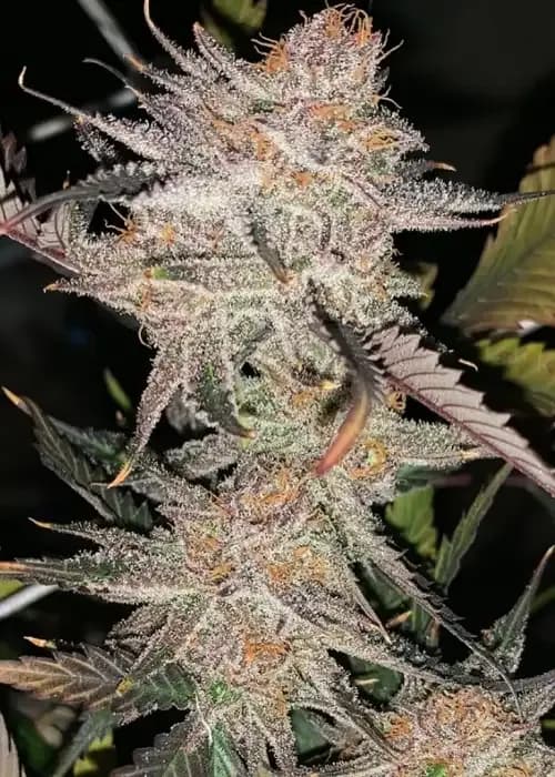 Blackberrium