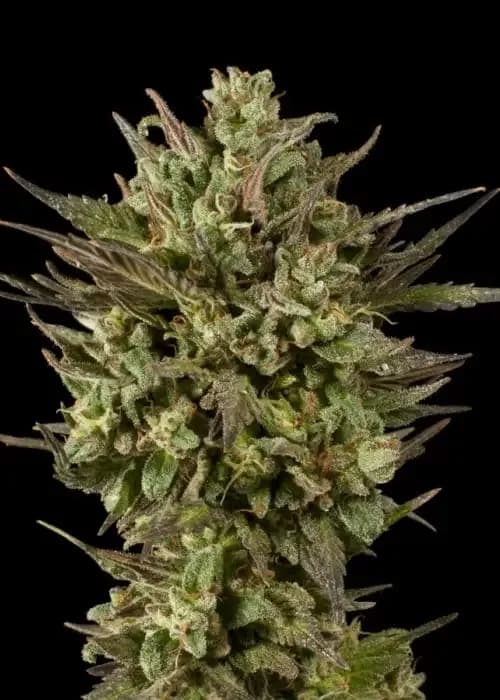 Black Berry Fire