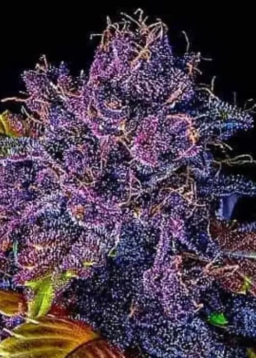 purple lemonade auto
