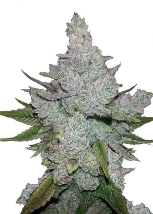 Auto Caramel