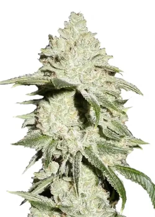ice