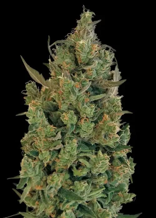 Blue Cheese Aka Blueberry Cheese