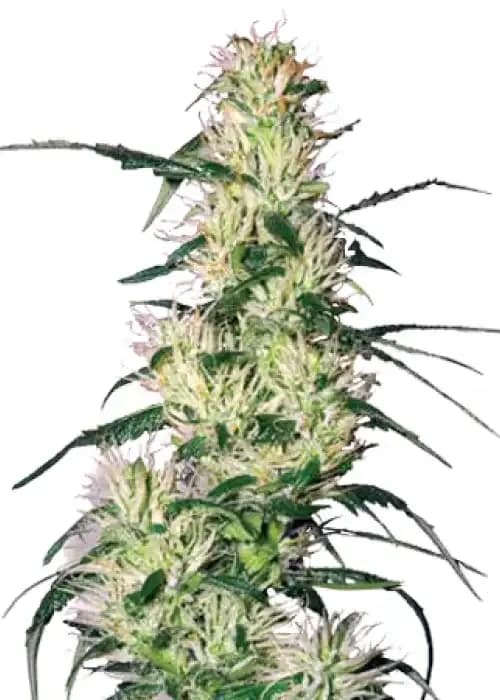 Blueberry