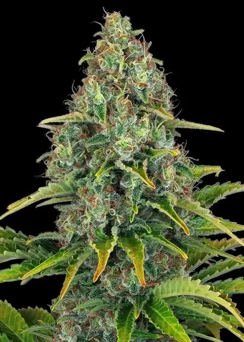 Blueberry Cheese Auto