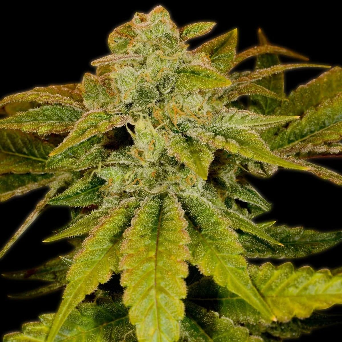 blueberry headband