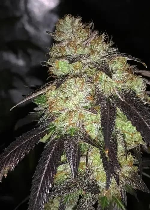 Bluebird Kush
