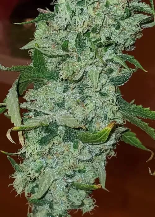 lucky charms
