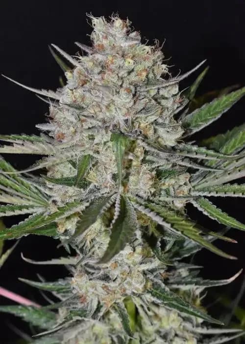 Bros UFOs Berry