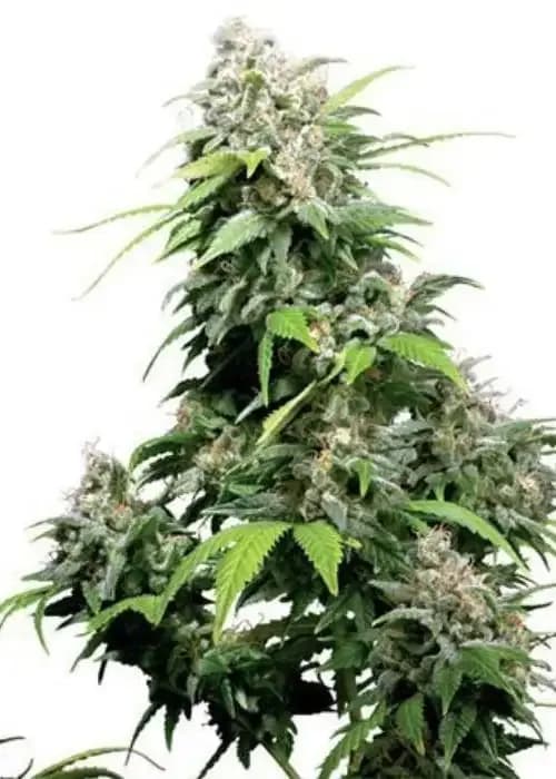 Bubble Gum