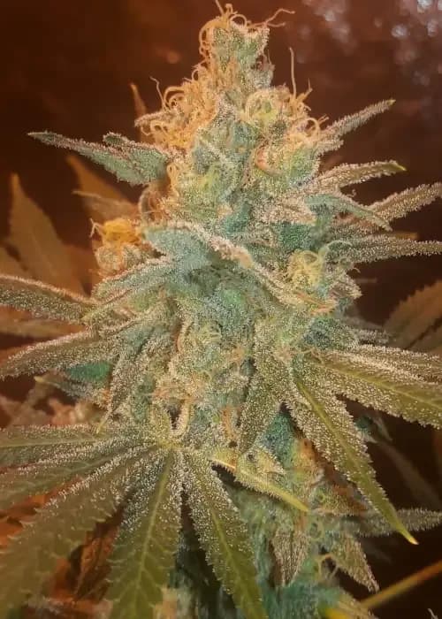 bubbleberry