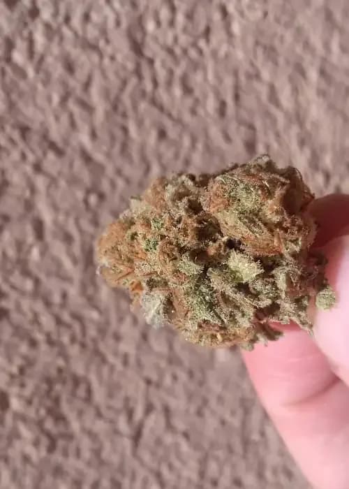 bubble gum breath
