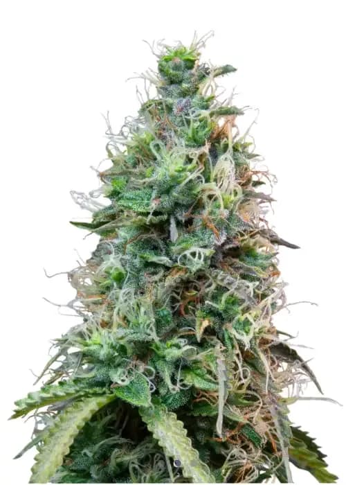 Jamaican Haze