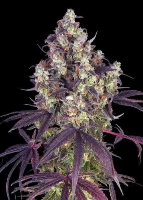 Lemon Cherry Gelato
