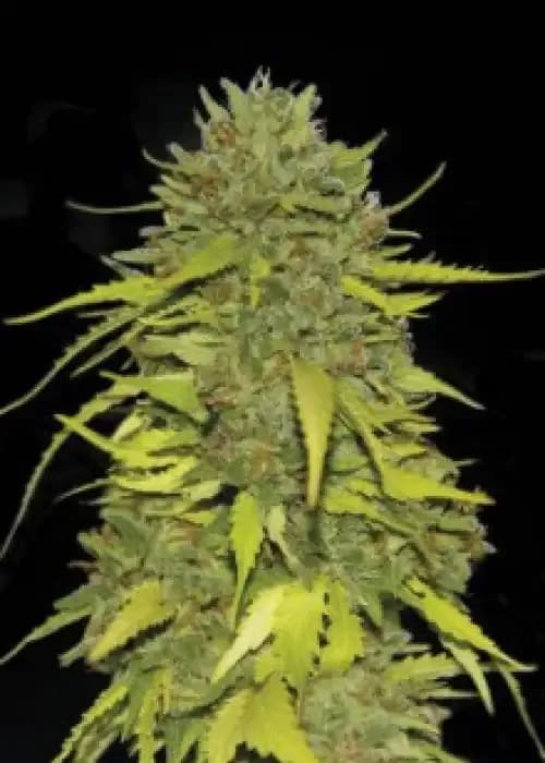 ak 47
