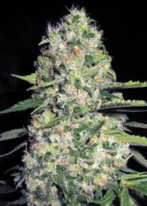 auto jack herer