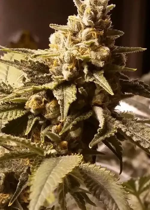 key lime pie