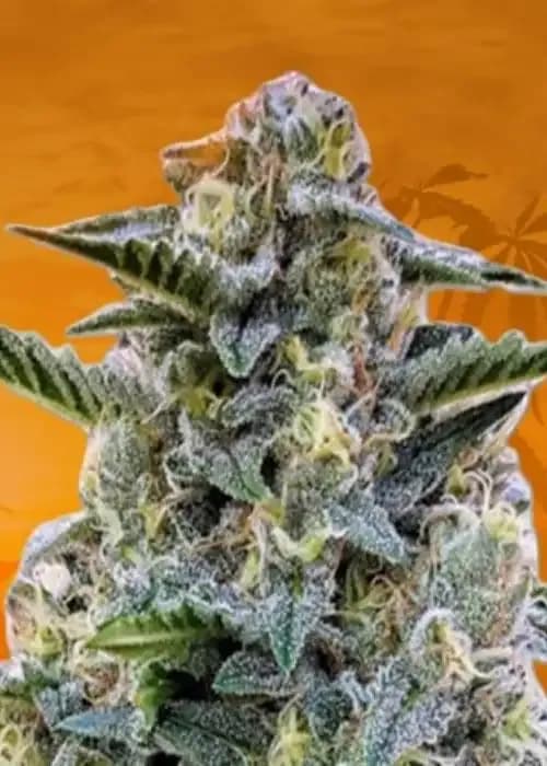 cali kush