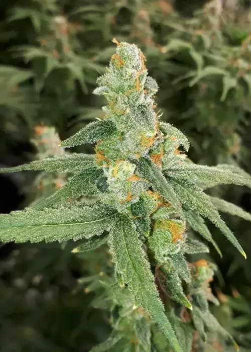 orange kush