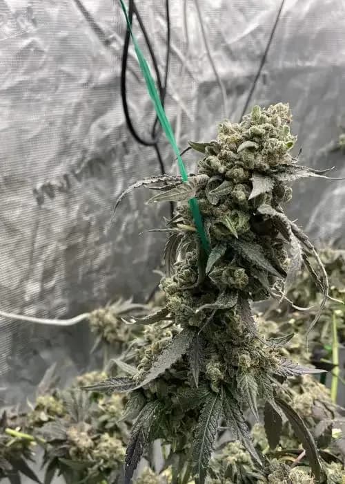 candy chrome