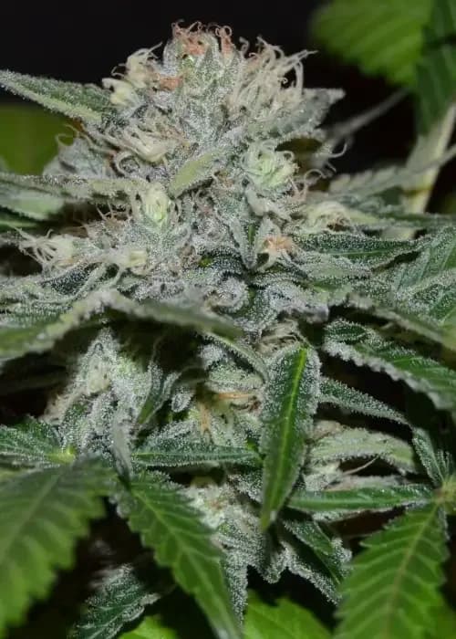 hash fruit
