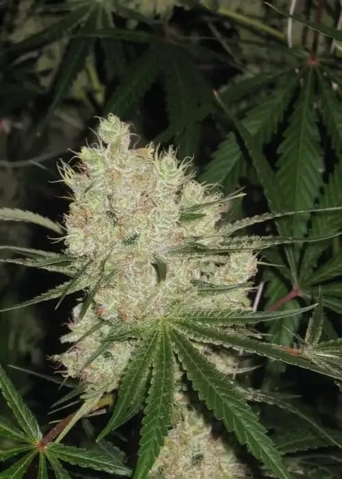 cannalope haze