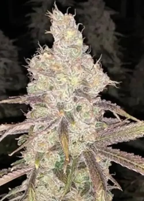 sour chillz