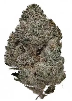 casino kush