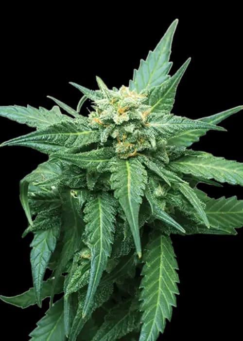 Cb Diesel Cbd