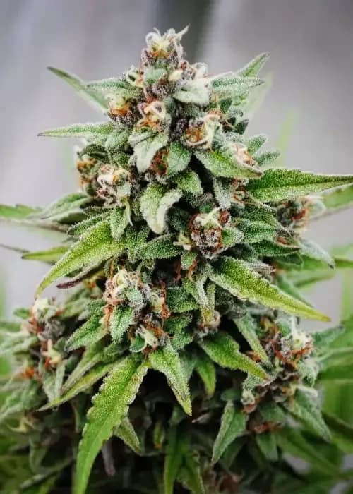 cbd bubba kush