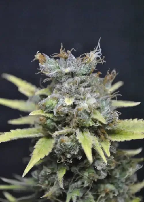 cbd nordle