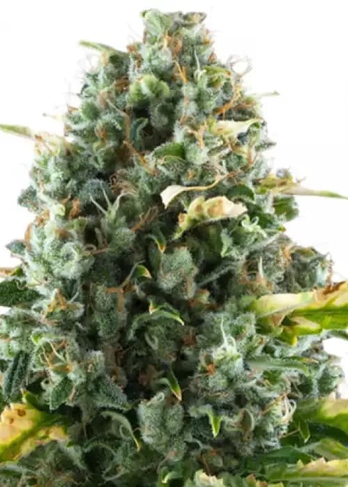Cbd Moby Dick