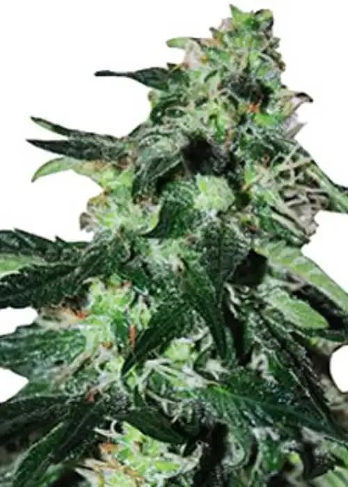 afghani milk