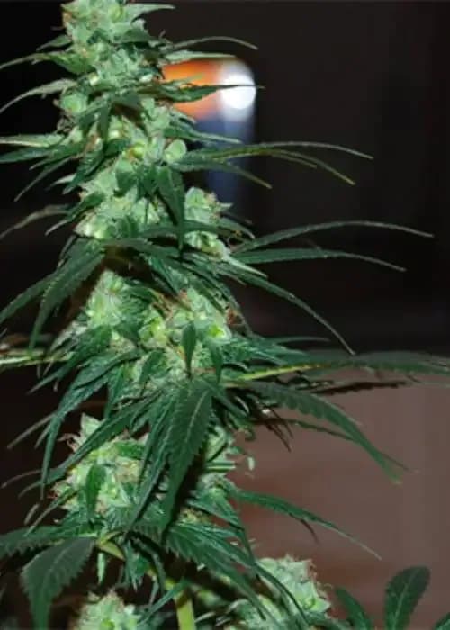 nl5 haze jack 33