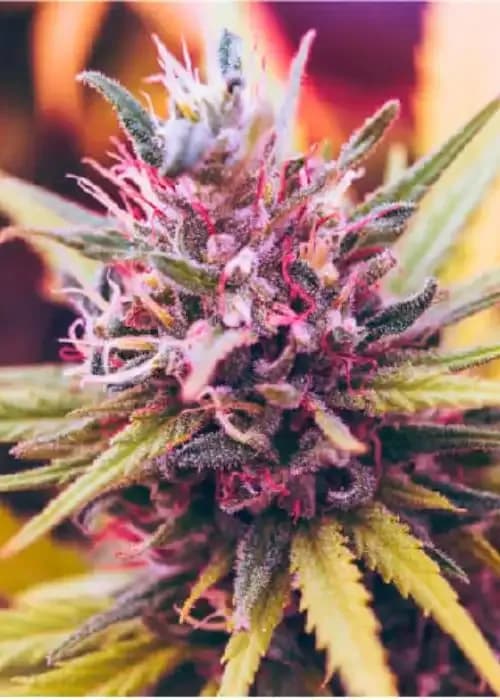 Cherry Diesel Auto