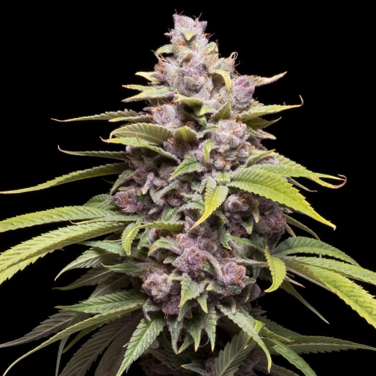 cherry punch