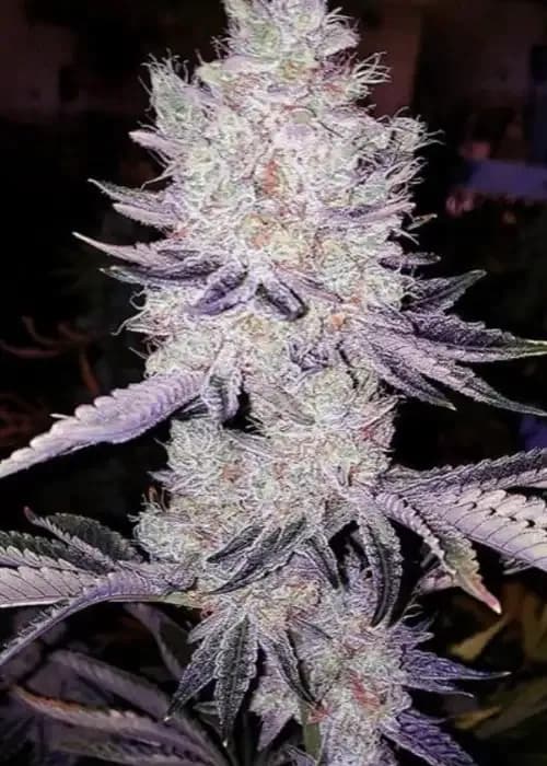 citradelic cookies