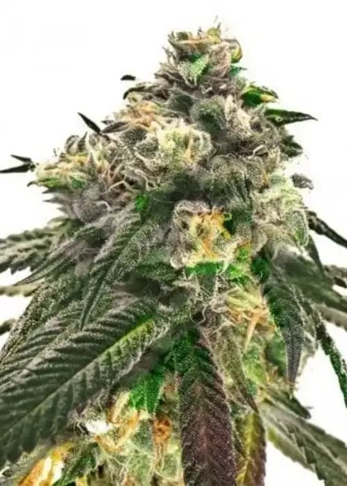 Critical Fast Bud