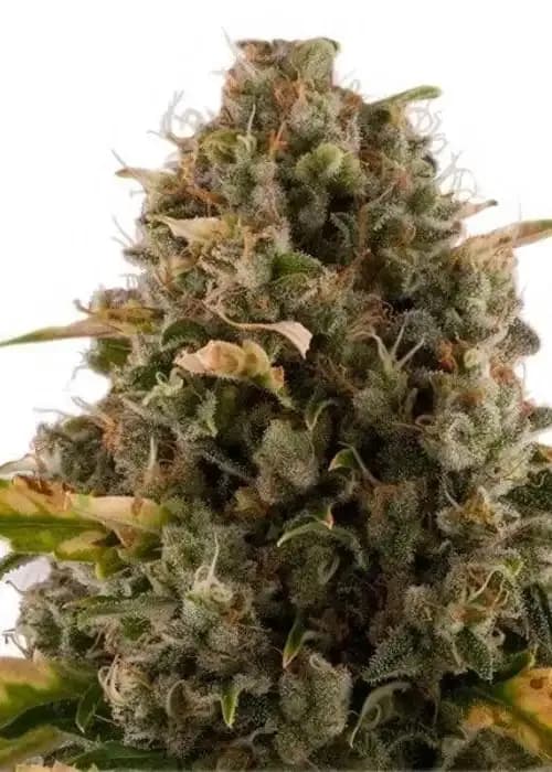 Granddaddy Purple