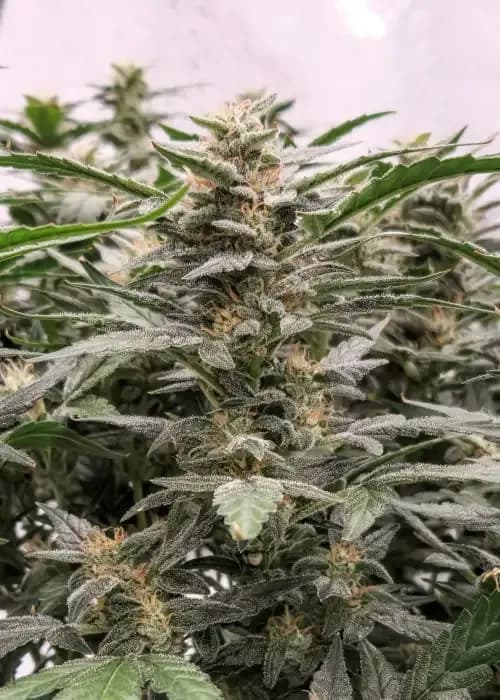 rainbow kush