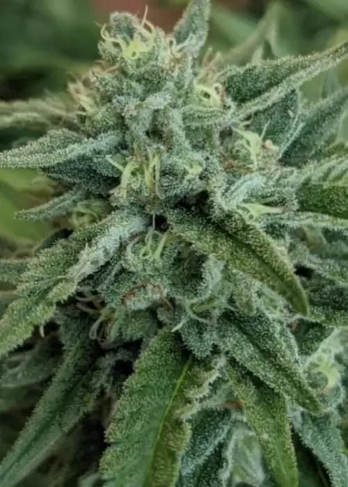 Colorado Kush