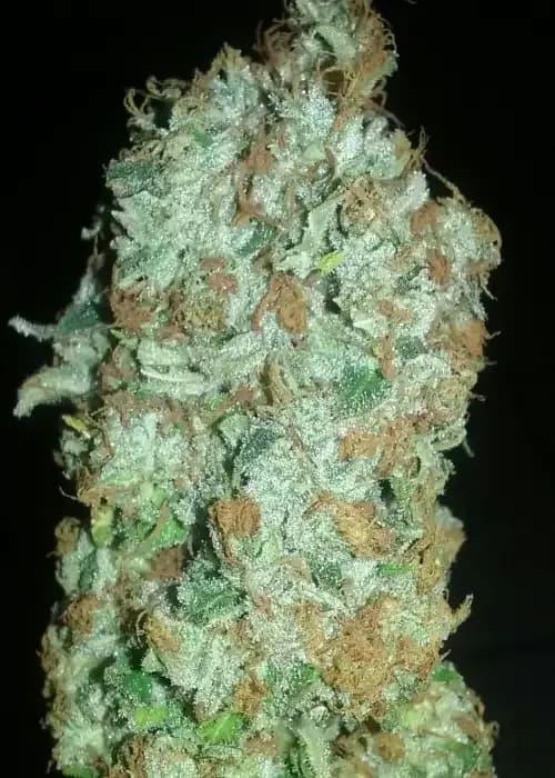 chem d cookies