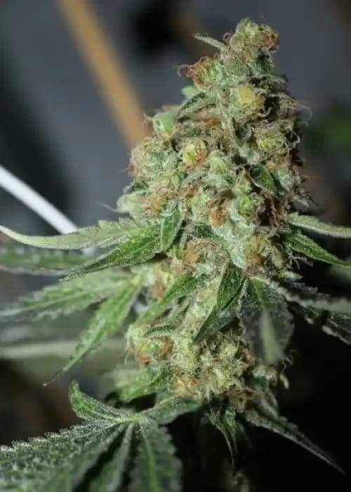 east coast cookies