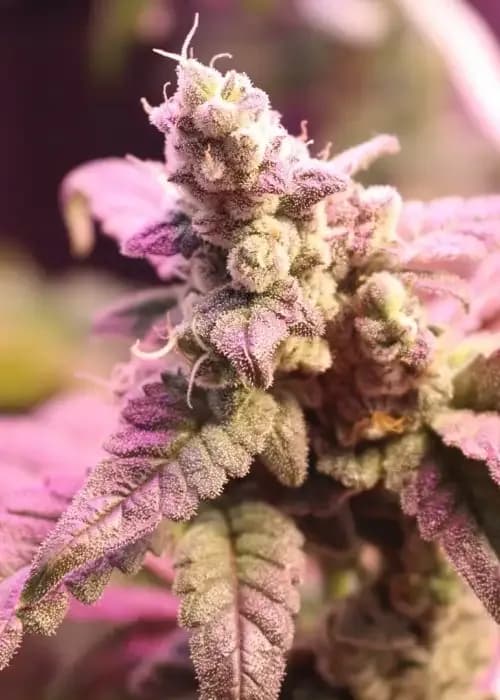 cookie wreck