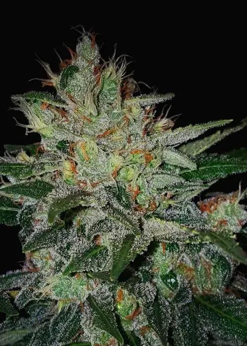 master kush auto