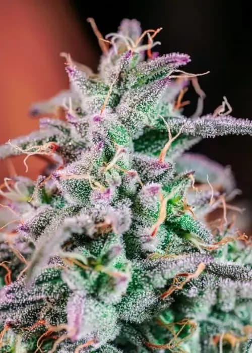 Black Cherry Gelato s1