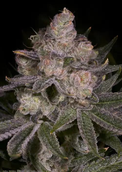 Crescendo cannabis strain - Hybrid