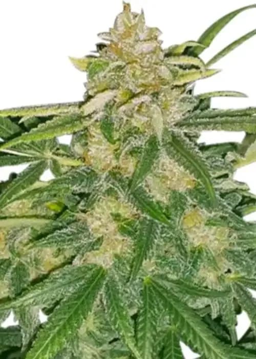 Critical Mass