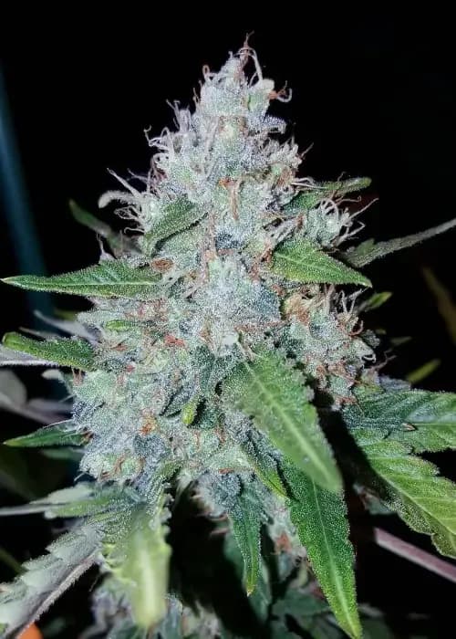 auto monster mass